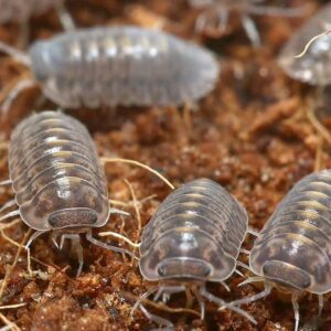 Plantin Tung Song Isopods For Sale