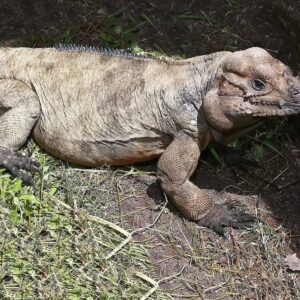 Adult Male Rhino Iguana For sale