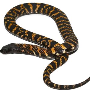 Rinkhals Spitting Cobra For Sale