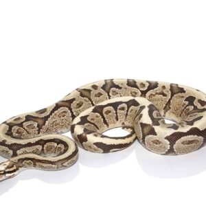 Super Vanilla Ball Python