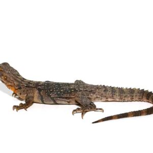 Yellow Back Spiny Tail Iguana For Sale