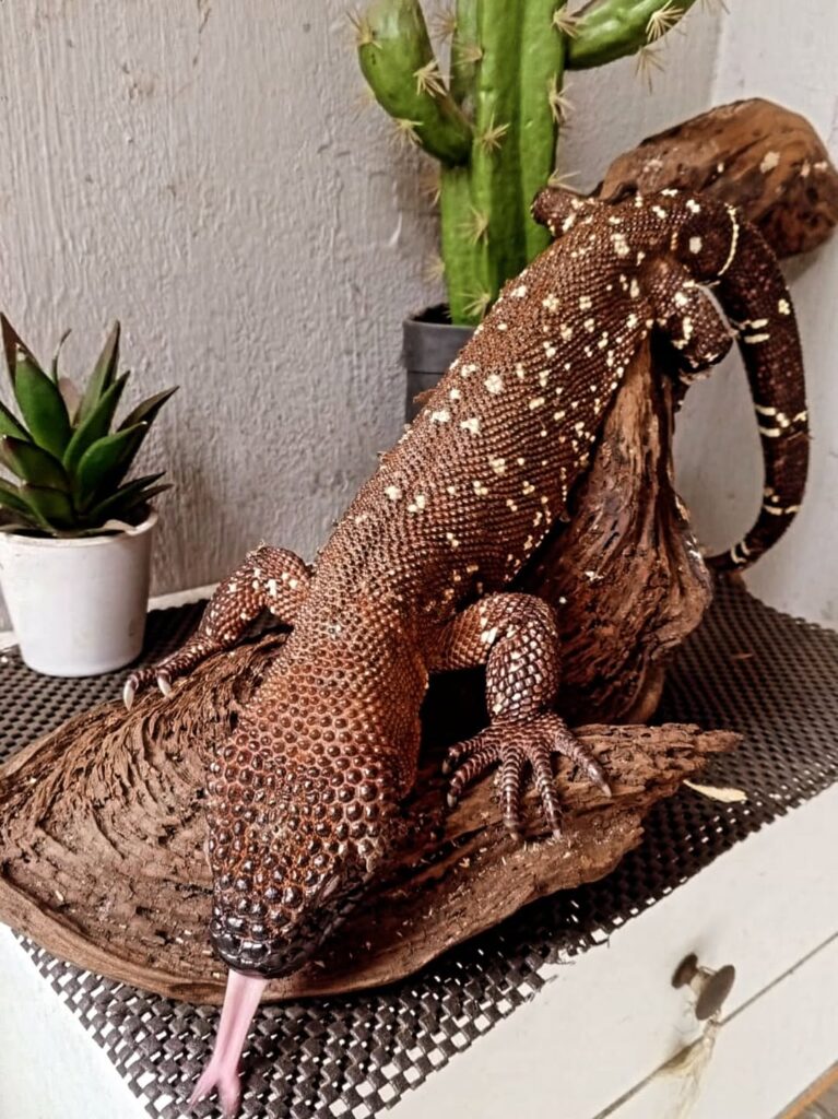 mexican beaded lizard