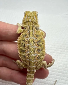 bearded dragons for sale