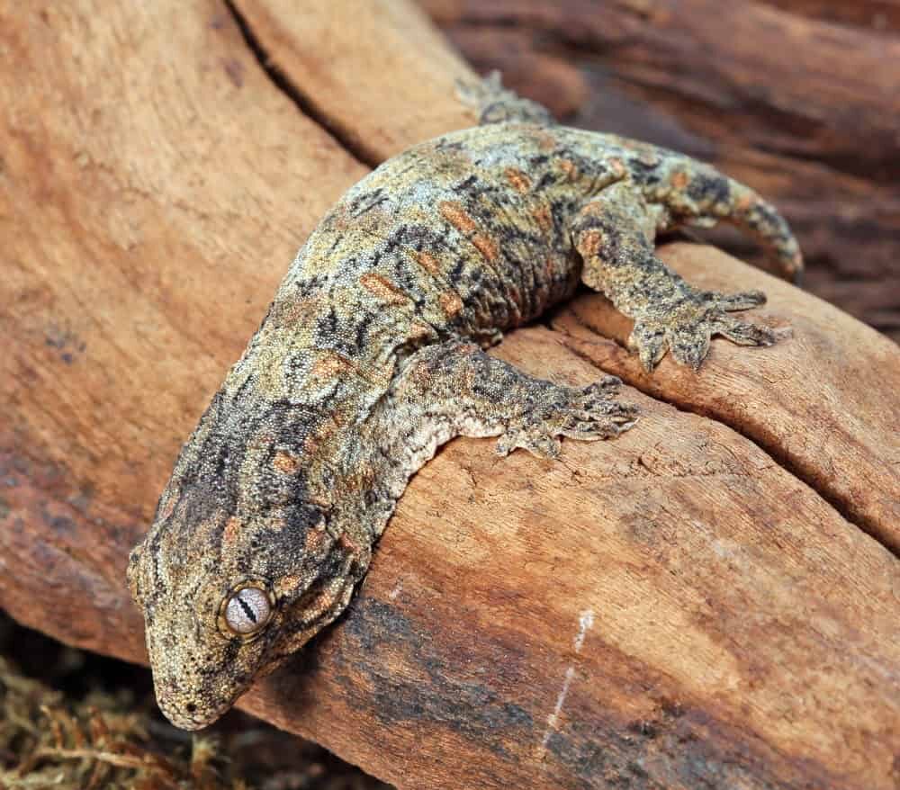 Crested Gecko Care