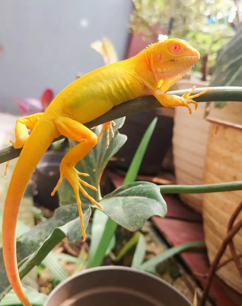 Iguana for Sale