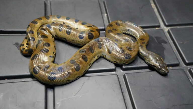 Green Anaconda for Sale: Complete Care, Price & Buying Guide (2026)