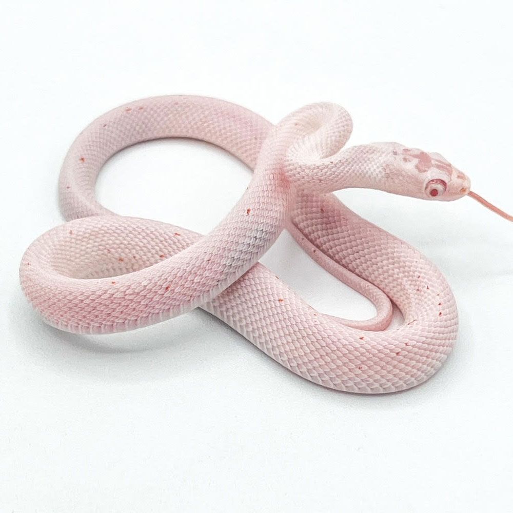Corn Snake for Sale