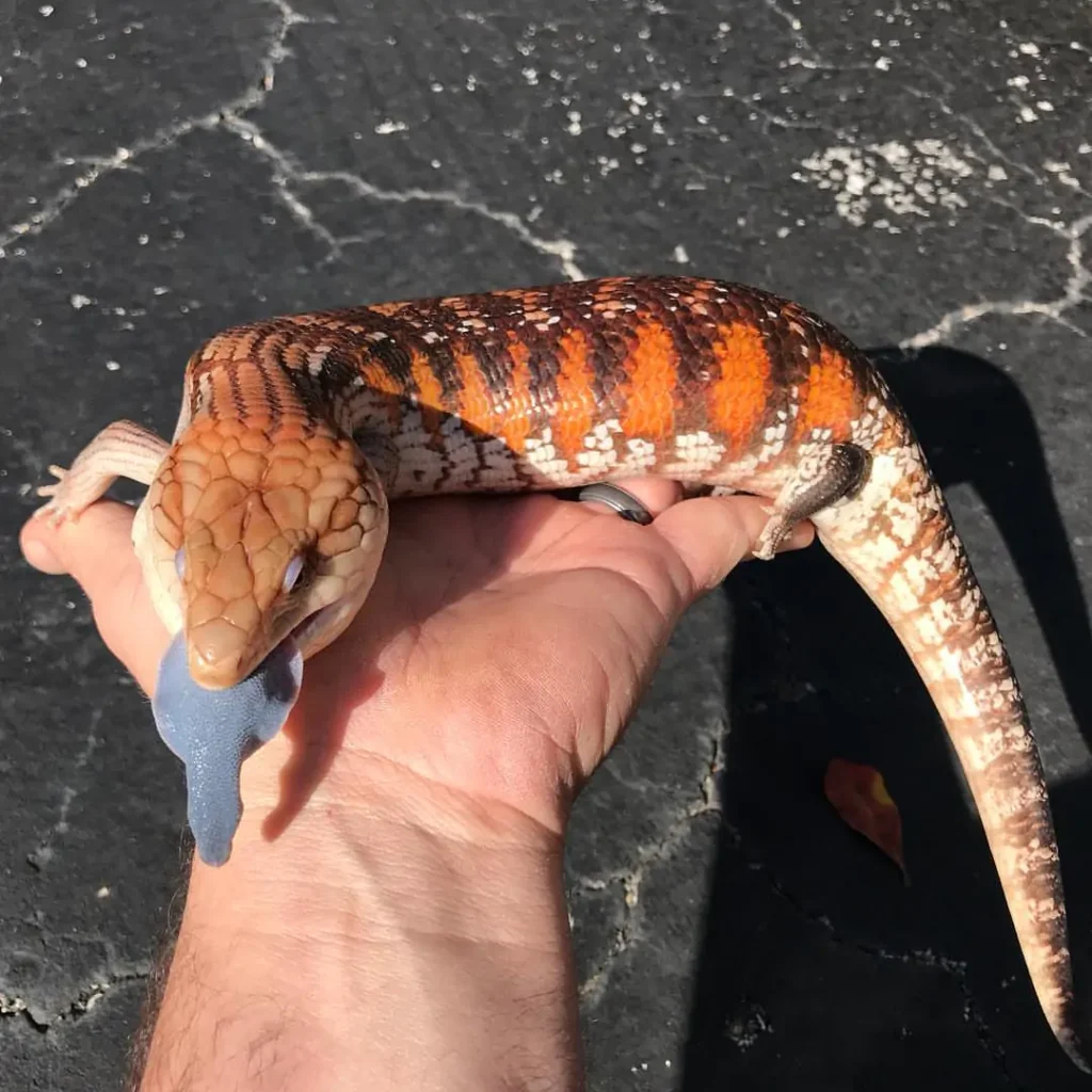 Blue Tongue Skink