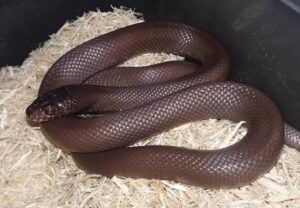 Mexican Black Kingsnake