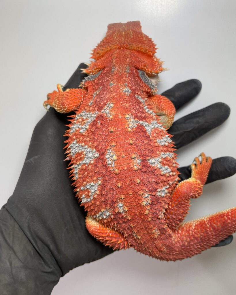Red Bearded Dragon