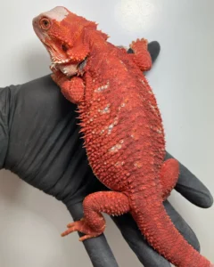 Bearded Dragon Lifespan