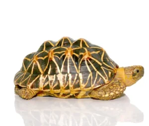 indian star tortoise price