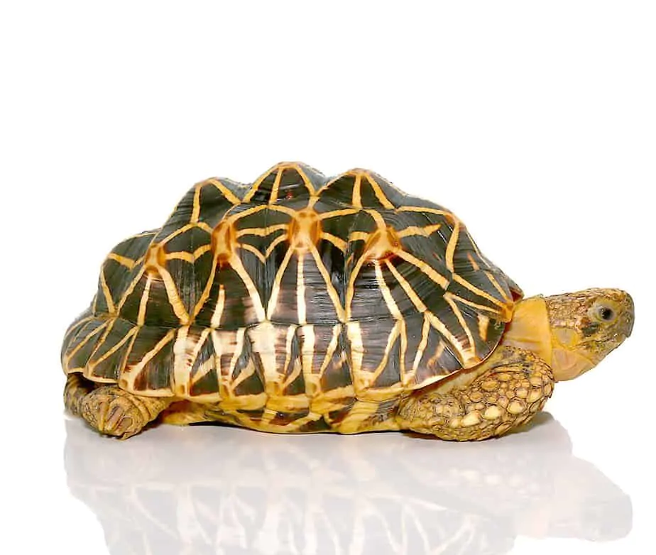 indian star tortoise price