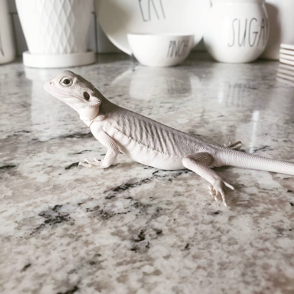 Bearded Dragon Reptiles for Sale