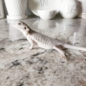Bearded Dragon Reptiles for Sale