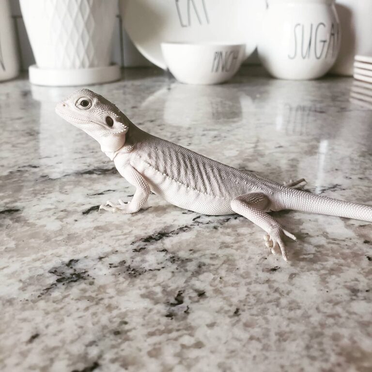 Bearded Dragon Reptiles for Sale: Complete Guide to Care & Ownership