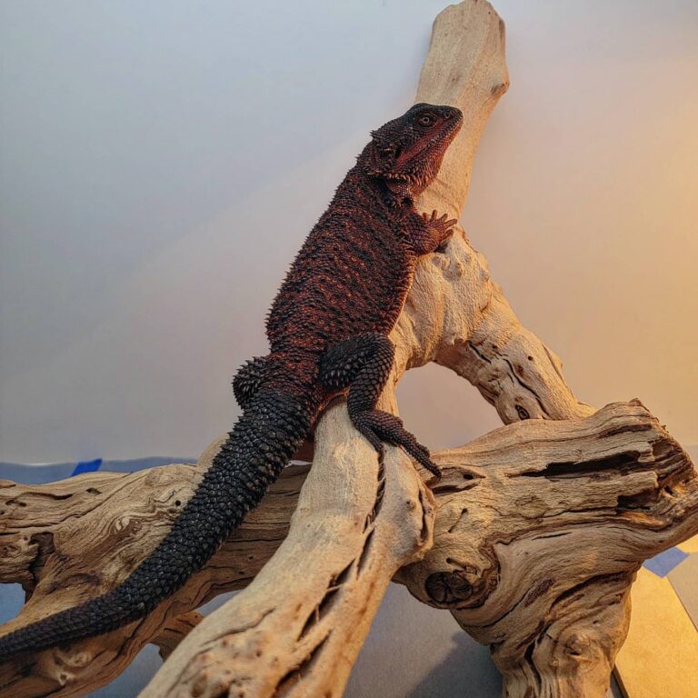 Red Monster Bearded Dragon: The Ultimate Guide to This Sought-After Morph