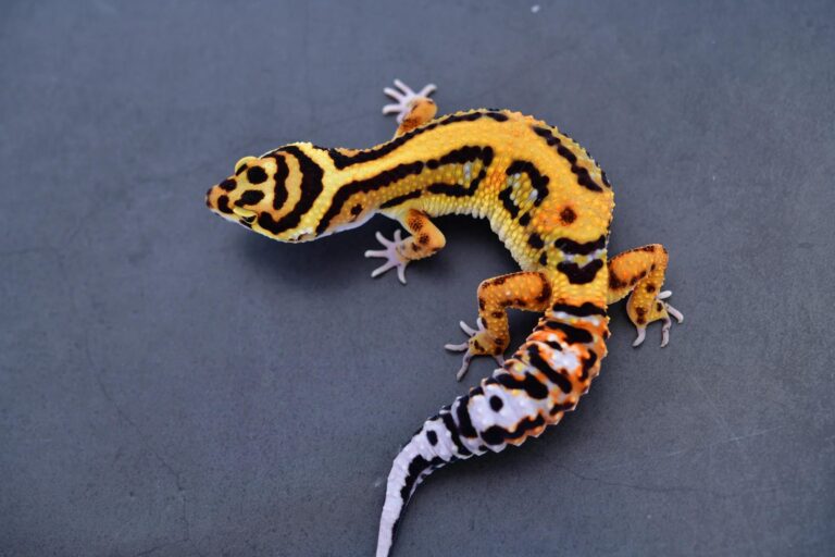 Fat Tailed Gecko: Complete Care Guide, Setup, Morphs, and What You Need to Know in 2026