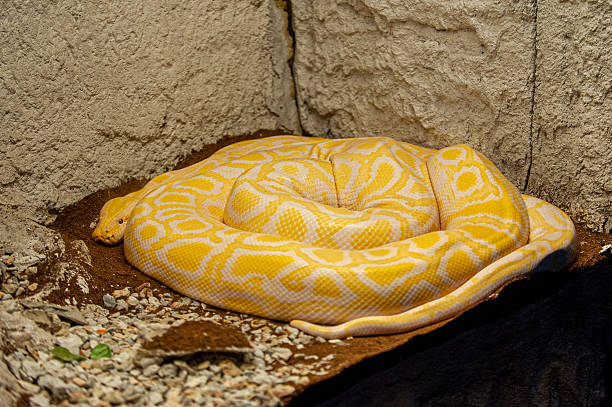 Albino Burmese Python