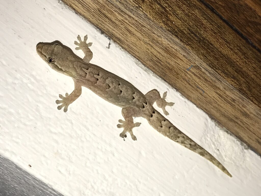 Mourning Gecko