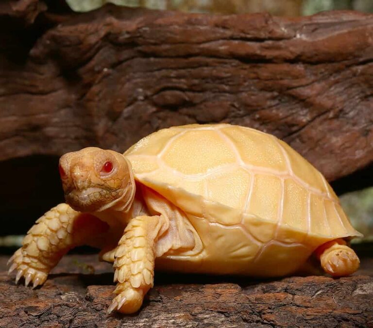 Tortoise for Sale: The Ultimate Guide to Buying, Caring For, and Owning These Long-Lived Reptiles in 2026