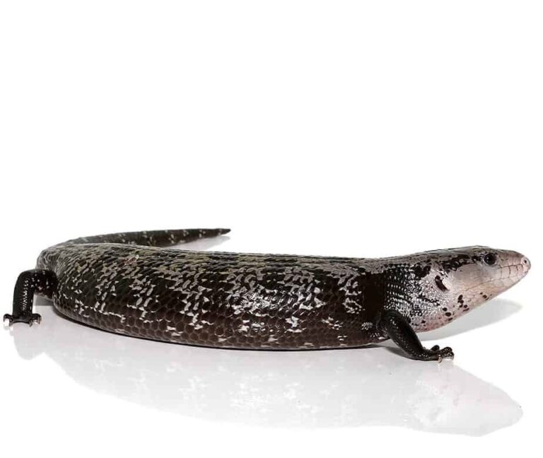 Giant Blue Tongue Skink: The Ultimate Care Guide, Setup, and Ownership Tips in 2026
