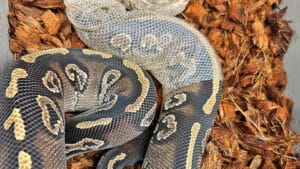 How often should a ball python shed