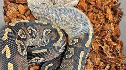 How often should a ball python shed