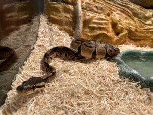 Why Is My Ball Python Refusing to Eat?