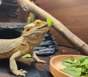 How often do bearded dragons need greens?