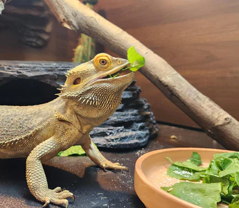 How often do bearded dragons need greens?