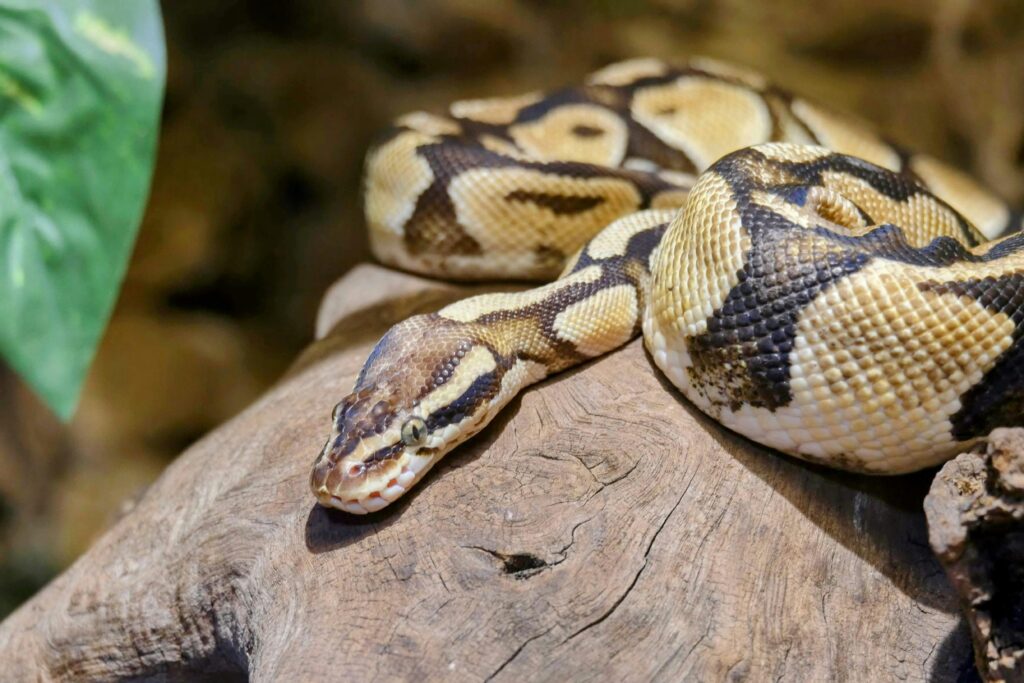Pied ball python
