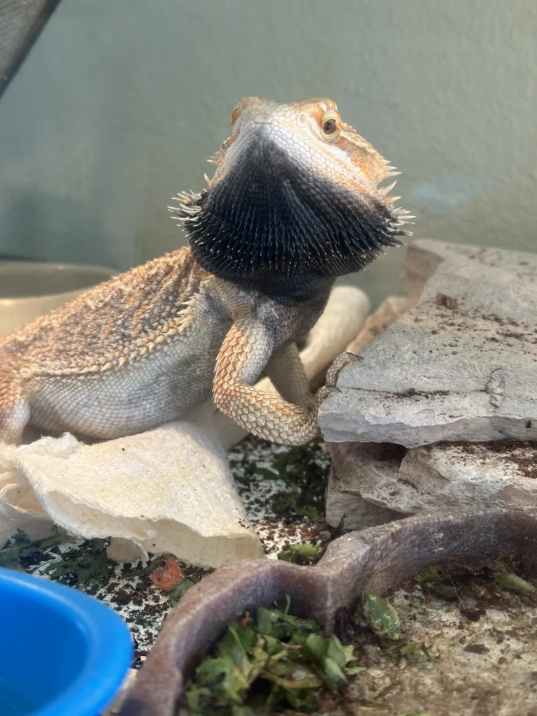 Why is my bearded dragon's beard black?